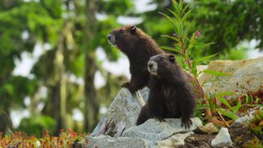 La isla de los lobos costeros 1x2